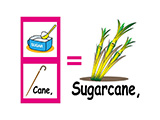 Sugar cane